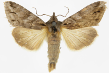Cucullia fraudatrix