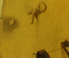 Psychodidae