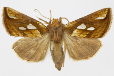 Plusia festucae