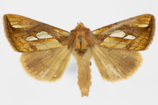 Plusia festucae