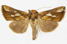 Plusia festucae