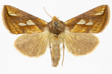 Plusia festucae