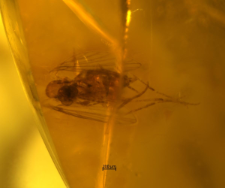 Psychodidae