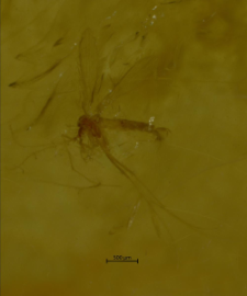 Psychodidae