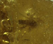 Sciaridae