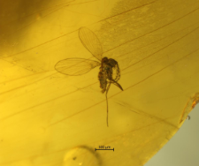 Psychodidae