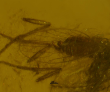 Psychodidae (Phlebotominae)
