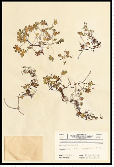 Geranium pusillum Burm. F. ex L.