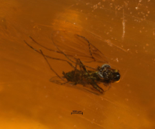 Psychodidae