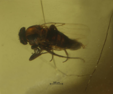Phoridae