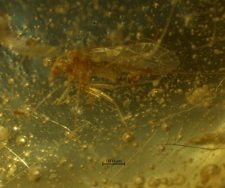 Psocoptera