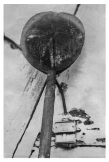 A bread oven shovel