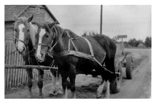 A two horse team