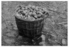 A basket