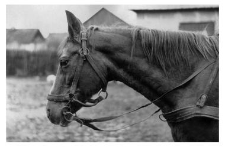 A bridle