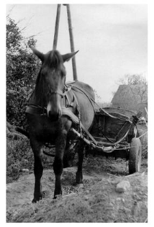 A horse team