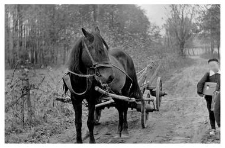 A horse team