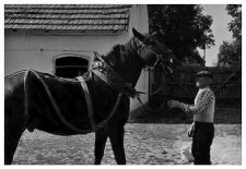A horse team, a horse collar