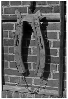 A cow collar