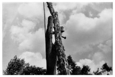 A fargment of a well with a shadoof
