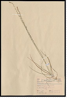 Triglochin palustre L.