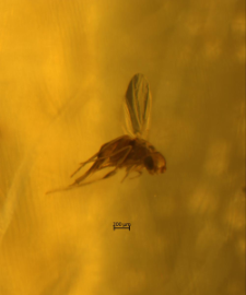 Diptera (Brachycera)