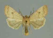 Agrochola circellaris (Hufnagel, 1766)