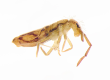 Entomobrya nivalis
