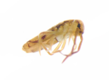 Entomobrya nivalis
