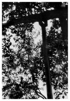 A fragment of a well with a shadoof