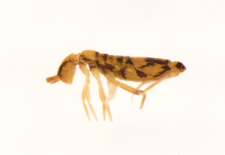 Entomobrya nivalis