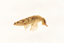 Entomobrya nivalis