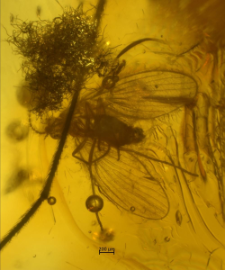 Psychodidae