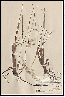 Eriophorum angustifolium Honck.