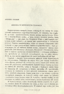 Birch in the Tertiary and Quaternary eras