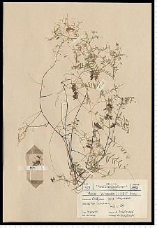 Vicia hirsuta (L.) S. F. Gray