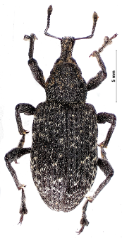 Hylobius excavatus (Laicharting, 1781)