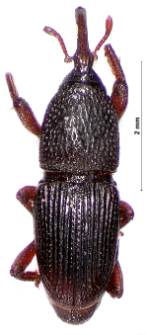 Sitophilus granarius (Linnaeus, 1758)