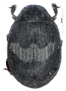 Byrrhus pilula (Linnaeus, 1758)