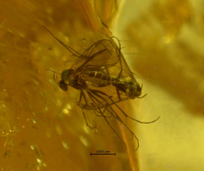 Mycetophilidae