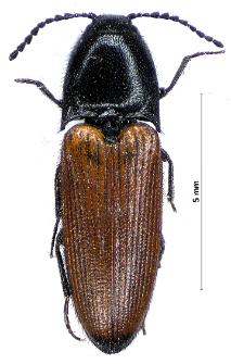 Ampedus elongatulus (Fabricius, 1787)