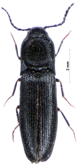 Procraerus tibialis (Lacordaire, 1835)