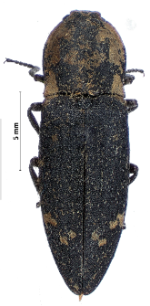 Danosoma fasciata (Linnaeus, 1758)
