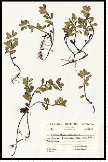 Arctostaphylos uva-ursi (L.) Spreng.