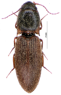 Agriotes sputator (Linnaeus, 1758)