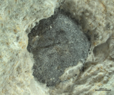 Goniodromites species