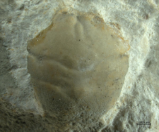 Goniodromites narinosus
