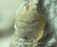 Goniodromites serratus