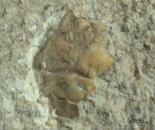 Tanidromites species
