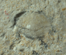 Goniodromites species